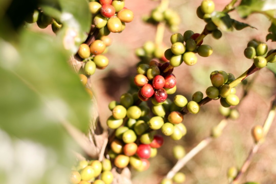 コーヒー豆の栽培
