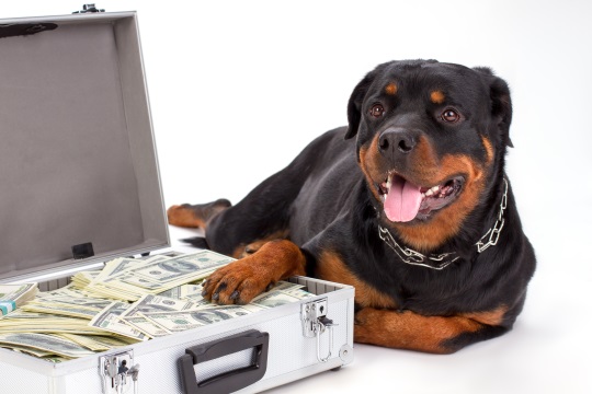 お金を守る番犬