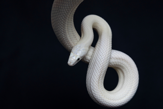 白蛇のイメージ
