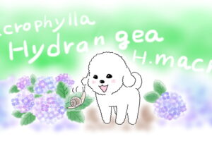 ハナちゃんとあじさい